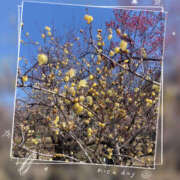 ヒメ日記 2026/02/24 11:44 投稿 吉瀬美智代 五十路マダム宇都宮店(カサブランカグループ)