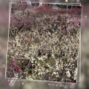 ヒメ日記 2026/02/27 11:34 投稿 吉瀬美智代 五十路マダム宇都宮店(カサブランカグループ)