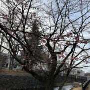 ヒメ日記 2026/03/01 12:08 投稿 吉瀬美智代 五十路マダム宇都宮店(カサブランカグループ)