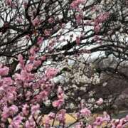 ヒメ日記 2026/03/04 11:32 投稿 吉瀬美智代 五十路マダム宇都宮店(カサブランカグループ)