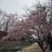 ヒメ日記 2026/03/19 19:48 投稿 吉瀬美智代 五十路マダム宇都宮店(カサブランカグループ)