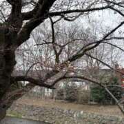 ヒメ日記 2026/03/25 11:24 投稿 吉瀬美智代 五十路マダム宇都宮店(カサブランカグループ)