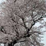 ヒメ日記 2026/04/01 11:40 投稿 吉瀬美智代 五十路マダム宇都宮店(カサブランカグループ)