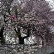 ヒメ日記 2026/04/02 11:42 投稿 吉瀬美智代 五十路マダム宇都宮店(カサブランカグループ)