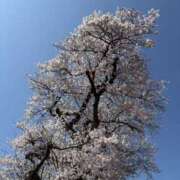 ヒメ日記 2026/04/03 11:36 投稿 吉瀬美智代 五十路マダム宇都宮店(カサブランカグループ)