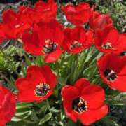 ヒメ日記 2026/04/11 11:46 投稿 吉瀬美智代 五十路マダム宇都宮店(カサブランカグループ)