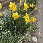 ヒメ日記 2026/04/14 11:16 投稿 吉瀬美智代 五十路マダム宇都宮店(カサブランカグループ)