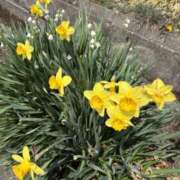 ヒメ日記 2026/04/17 11:34 投稿 吉瀬美智代 五十路マダム宇都宮店(カサブランカグループ)