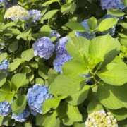 ヒメ日記 2026/06/15 11:32 投稿 吉瀬美智代 五十路マダム宇都宮店(カサブランカグループ)