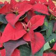 ヒメ日記 2024/12/18 06:32 投稿 大田智子 五十路マダム 愛されたい熟女たち 高松店