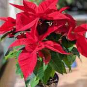 ヒメ日記 2024/12/25 06:28 投稿 大田智子 五十路マダム 愛されたい熟女たち 高松店