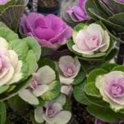 ヒメ日記 2025/01/04 06:28 投稿 大田智子 五十路マダム 愛されたい熟女たち 高松店