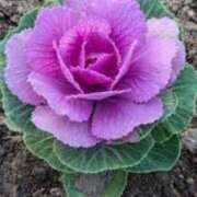 ヒメ日記 2025/01/08 06:28 投稿 大田智子 五十路マダム 愛されたい熟女たち 高松店