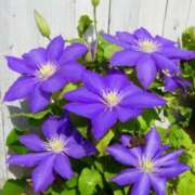 ヒメ日記 2025/01/12 06:28 投稿 大田智子 五十路マダム 愛されたい熟女たち 高松店