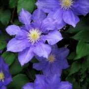 ヒメ日記 2025/01/25 06:32 投稿 大田智子 五十路マダム 愛されたい熟女たち 高松店