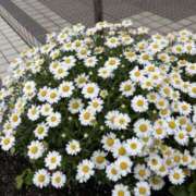 ヒメ日記 2025/01/29 06:28 投稿 大田智子 五十路マダム 愛されたい熟女たち 高松店