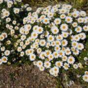 ヒメ日記 2025/01/31 06:28 投稿 大田智子 五十路マダム 愛されたい熟女たち 高松店