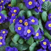 ヒメ日記 2025/02/06 06:30 投稿 大田智子 五十路マダム 愛されたい熟女たち 高松店