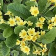 ヒメ日記 2025/02/07 06:28 投稿 大田智子 五十路マダム 愛されたい熟女たち 高松店