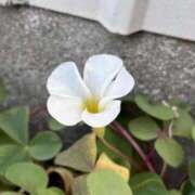 ヒメ日記 2025/02/08 07:36 投稿 大田智子 五十路マダム 愛されたい熟女たち 高松店