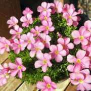 ヒメ日記 2025/02/10 06:28 投稿 大田智子 五十路マダム 愛されたい熟女たち 高松店