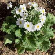 ヒメ日記 2025/02/11 07:20 投稿 大田智子 五十路マダム 愛されたい熟女たち 高松店