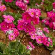 ヒメ日記 2025/02/12 06:28 投稿 大田智子 五十路マダム 愛されたい熟女たち 高松店