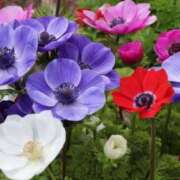 ヒメ日記 2025/02/21 06:28 投稿 大田智子 五十路マダム 愛されたい熟女たち 高松店