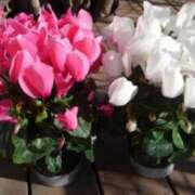 ヒメ日記 2025/02/25 06:28 投稿 大田智子 五十路マダム 愛されたい熟女たち 高松店