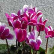 ヒメ日記 2025/02/26 06:28 投稿 大田智子 五十路マダム 愛されたい熟女たち 高松店