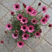 ヒメ日記 2025/03/08 06:30 投稿 大田智子 五十路マダム 愛されたい熟女たち 高松店