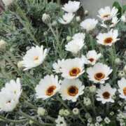 ヒメ日記 2025/03/10 06:28 投稿 大田智子 五十路マダム 愛されたい熟女たち 高松店