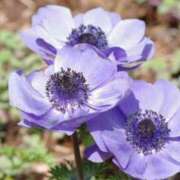 ヒメ日記 2025/03/12 06:28 投稿 大田智子 五十路マダム 愛されたい熟女たち 高松店