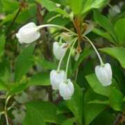 ヒメ日記 2025/03/13 07:10 投稿 大田智子 五十路マダム 愛されたい熟女たち 高松店