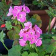 ヒメ日記 2025/03/17 06:28 投稿 大田智子 五十路マダム 愛されたい熟女たち 高松店