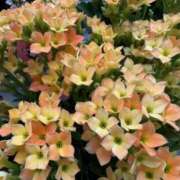 ヒメ日記 2025/03/19 06:28 投稿 大田智子 五十路マダム 愛されたい熟女たち 高松店