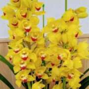 ヒメ日記 2025/03/22 06:30 投稿 大田智子 五十路マダム 愛されたい熟女たち 高松店