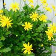 ヒメ日記 2025/03/25 06:28 投稿 大田智子 五十路マダム 愛されたい熟女たち 高松店