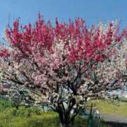 ヒメ日記 2025/03/27 06:28 投稿 大田智子 五十路マダム 愛されたい熟女たち 高松店