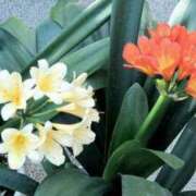 ヒメ日記 2025/03/28 06:30 投稿 大田智子 五十路マダム 愛されたい熟女たち 高松店