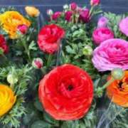 ヒメ日記 2025/03/29 06:28 投稿 大田智子 五十路マダム 愛されたい熟女たち 高松店