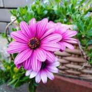 ヒメ日記 2025/03/30 06:28 投稿 大田智子 五十路マダム 愛されたい熟女たち 高松店