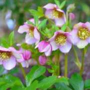 ヒメ日記 2025/03/31 06:28 投稿 大田智子 五十路マダム 愛されたい熟女たち 高松店