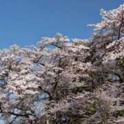 ヒメ日記 2025/04/08 06:20 投稿 大田智子 五十路マダム 愛されたい熟女たち 高松店