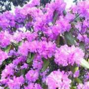 ヒメ日記 2025/04/10 06:28 投稿 大田智子 五十路マダム 愛されたい熟女たち 高松店