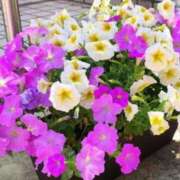 ヒメ日記 2025/04/14 06:28 投稿 大田智子 五十路マダム 愛されたい熟女たち 高松店