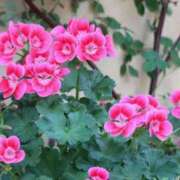 ヒメ日記 2025/04/16 06:26 投稿 大田智子 五十路マダム 愛されたい熟女たち 高松店