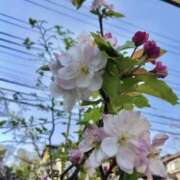 ヒメ日記 2025/04/17 06:22 投稿 大田智子 五十路マダム 愛されたい熟女たち 高松店