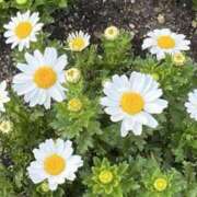 ヒメ日記 2025/04/19 06:22 投稿 大田智子 五十路マダム 愛されたい熟女たち 高松店