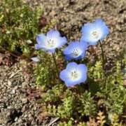 ヒメ日記 2025/04/20 06:22 投稿 大田智子 五十路マダム 愛されたい熟女たち 高松店